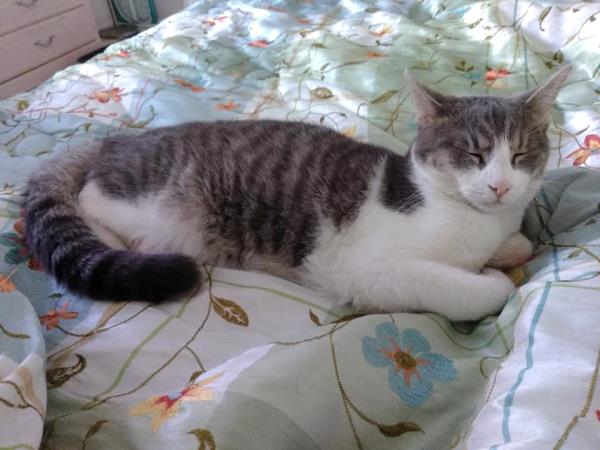 /Images/uploads/Friends of Seal Beach Animal Care Center/2022sbacc/entries/21524thumb.jpg